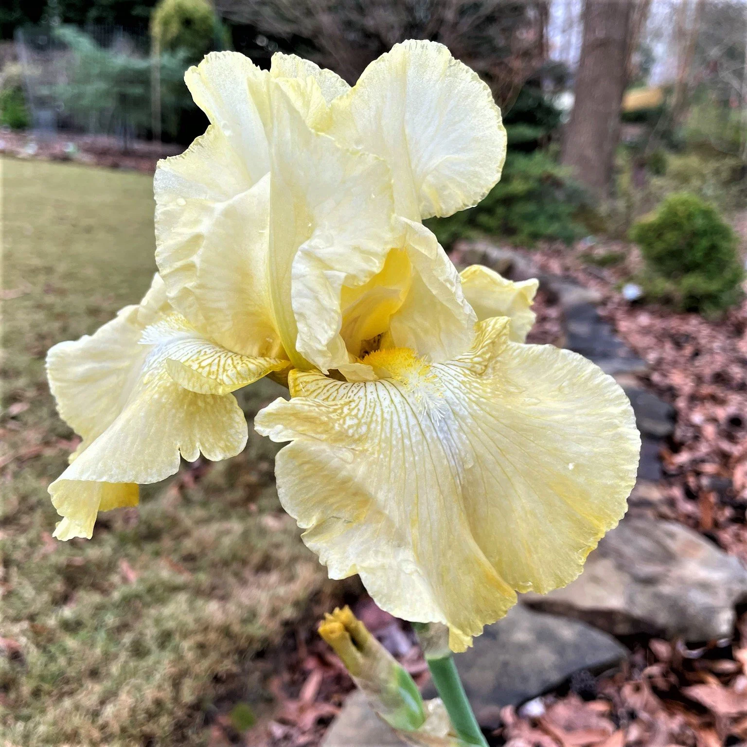 その他 irise sky Iris — MapleWalk Garden